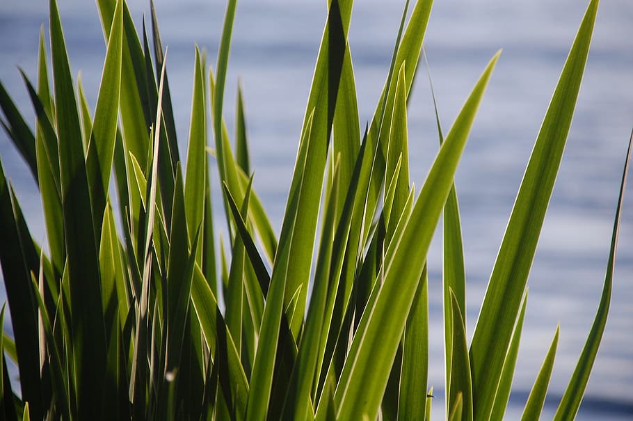 closeup photo of snake plants, green linear leaf plant, Waterside HD wallpaper