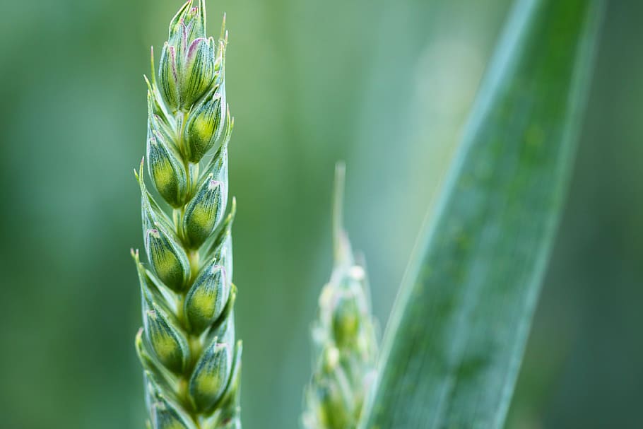 green plants, agriculture, background, cereal, corn, countryside HD wallpaper