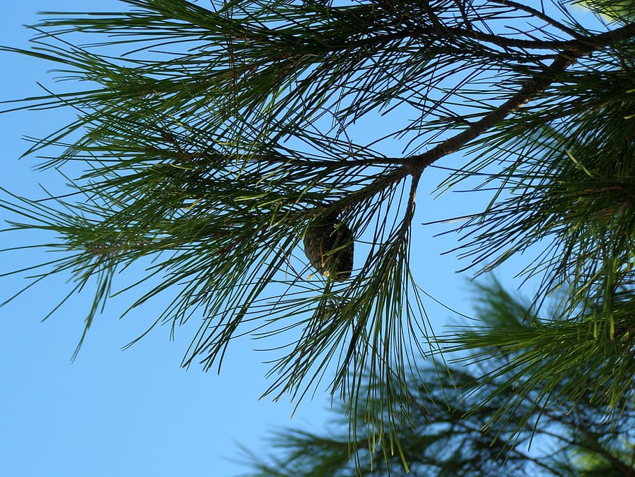 pine, needle, tree, twig, branch, nature, plant, growth, low angle view HD wallpaper