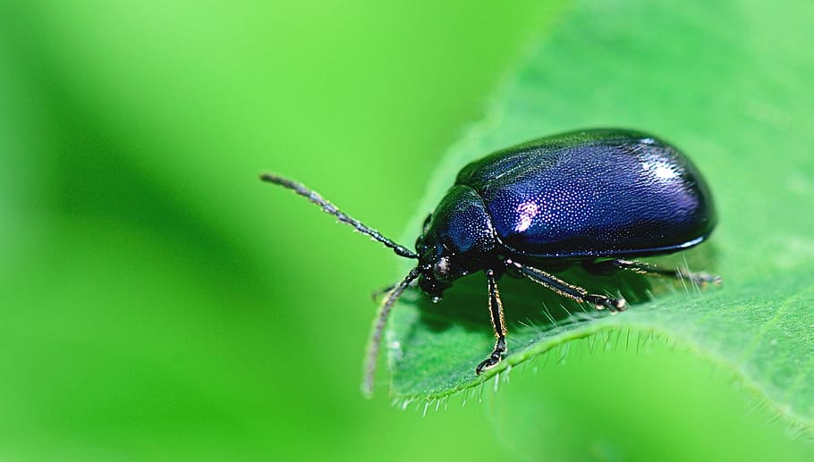 macro photography of black Beetle, nature, insect, flower, forest