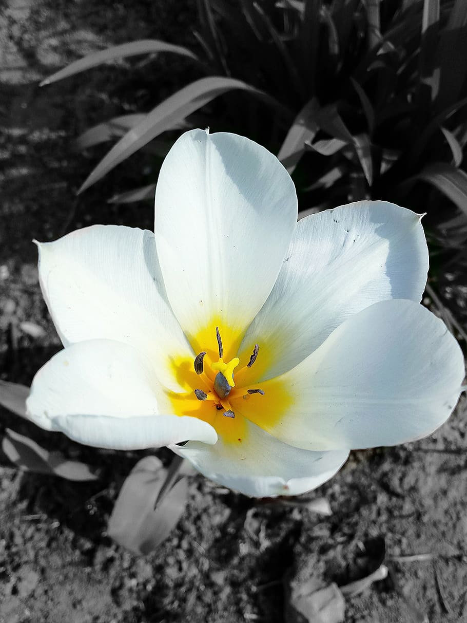 flower, pistil, macro, petals, nature, plant, flower Head, beauty In Nature HD wallpaper