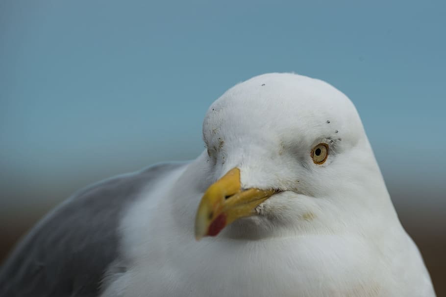 Herring Gull, Larus Argentatus, Portrait, head eyes, seagull, HD wallpaper