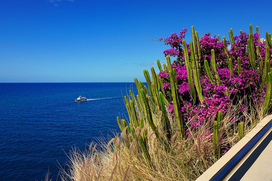 sea, flowers, las palmas, plant, nature, water, flowering plant, HD wallpaper