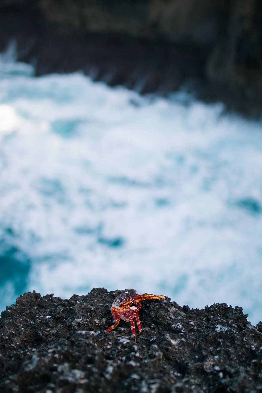 shallow focus photography of rock formation, red kermit crab on rock