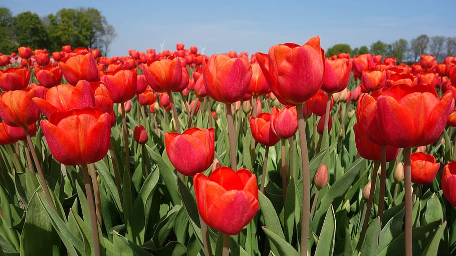 tulips, bulbs, spring, holland, tulip fields, flower, netherlands HD wallpaper