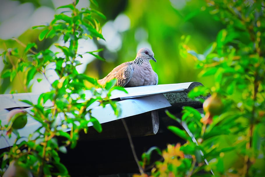 nature, garden, leaf, tree, bird, animal themes, vertebrate HD wallpaper