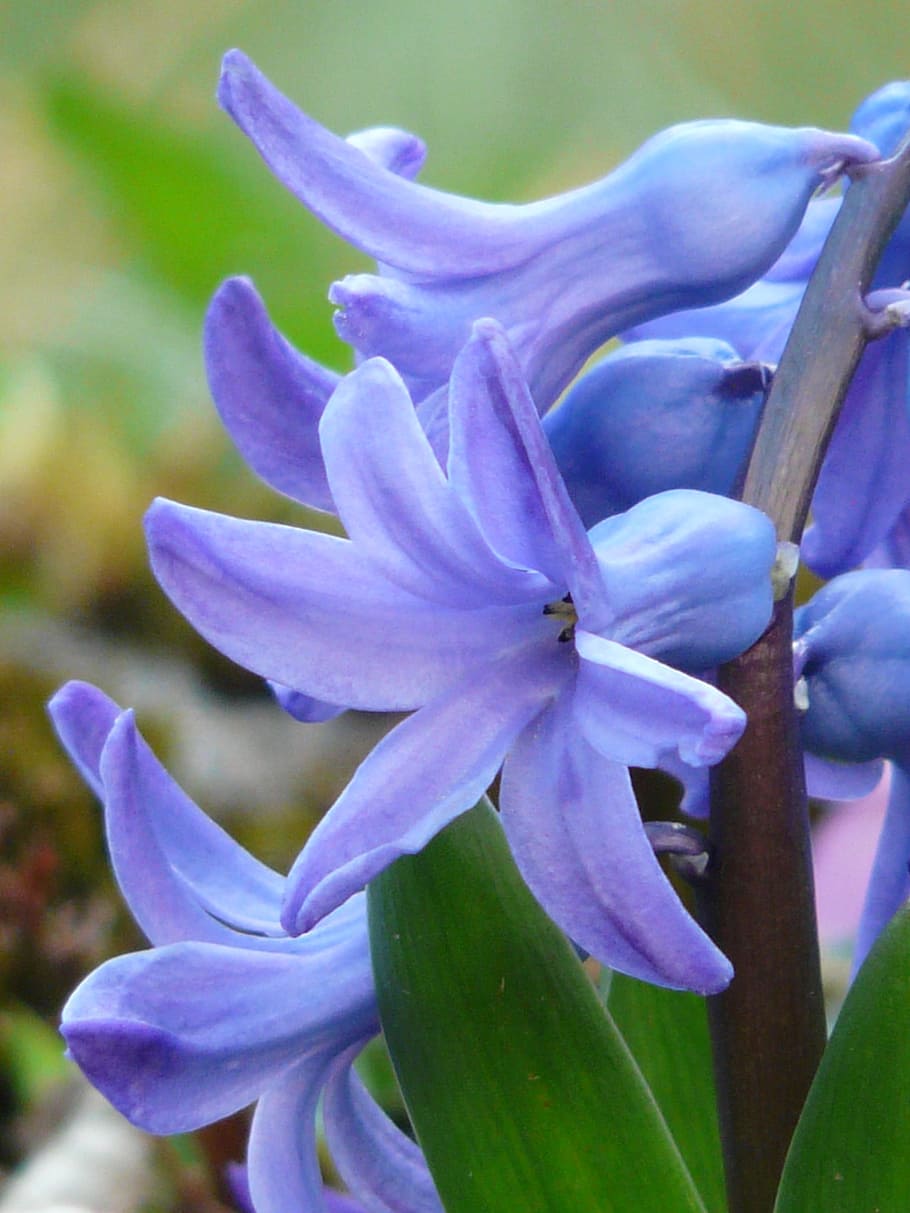 garden hyacinth, hyacinthus orientalis, asparagus plant, asparagaceae, HD wallpaper