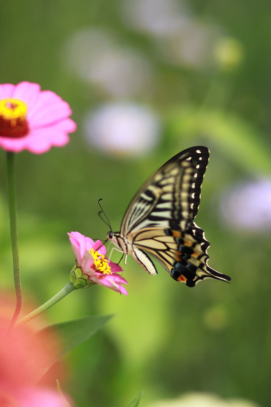 flowers, butterfly, insects, nature, plants, wildflower, blossom, HD wallpaper