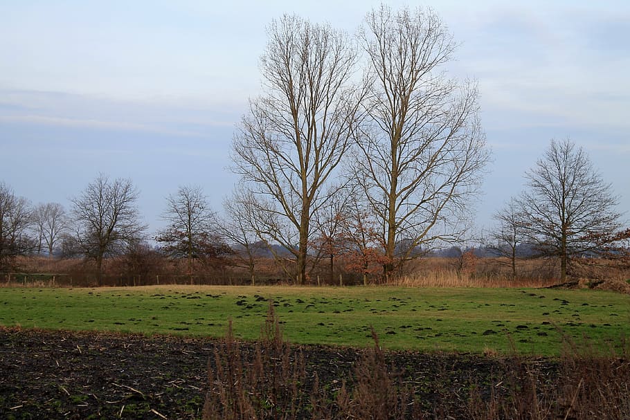 arable, field, trees, landscape, sky, bare tree, plant, nature HD wallpaper