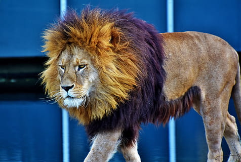 brown lion, cat, predator, big cat, lion's mane, wild, carnivores HD wallpaper