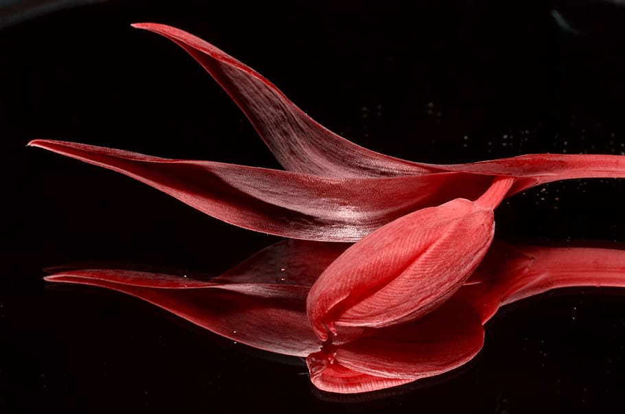 red petaled flower in close-up photography, tulip, beauty in nature HD wallpaper