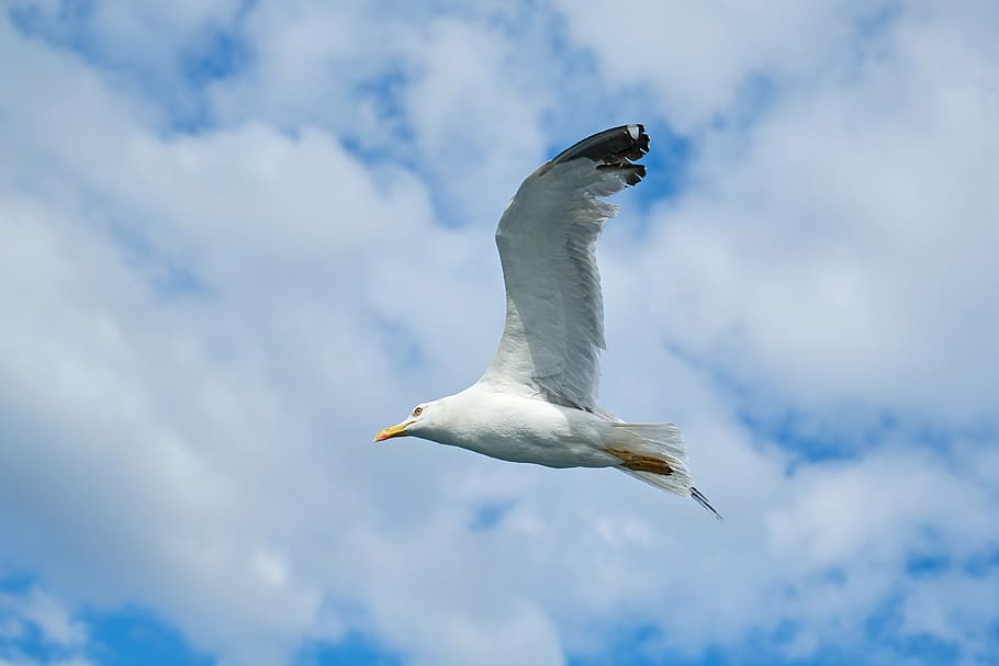 seagull, bird, blue, sky, nature, landscape, animal, clouds HD wallpaper