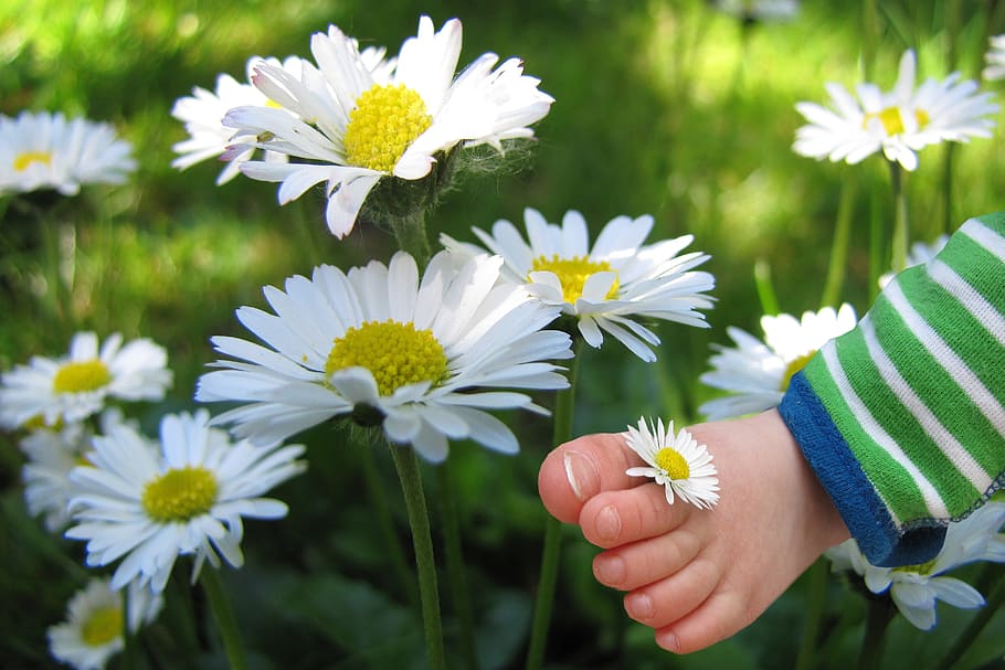 white daisy flowers, child's, flowering plant, freshness, fragility HD wallpaper