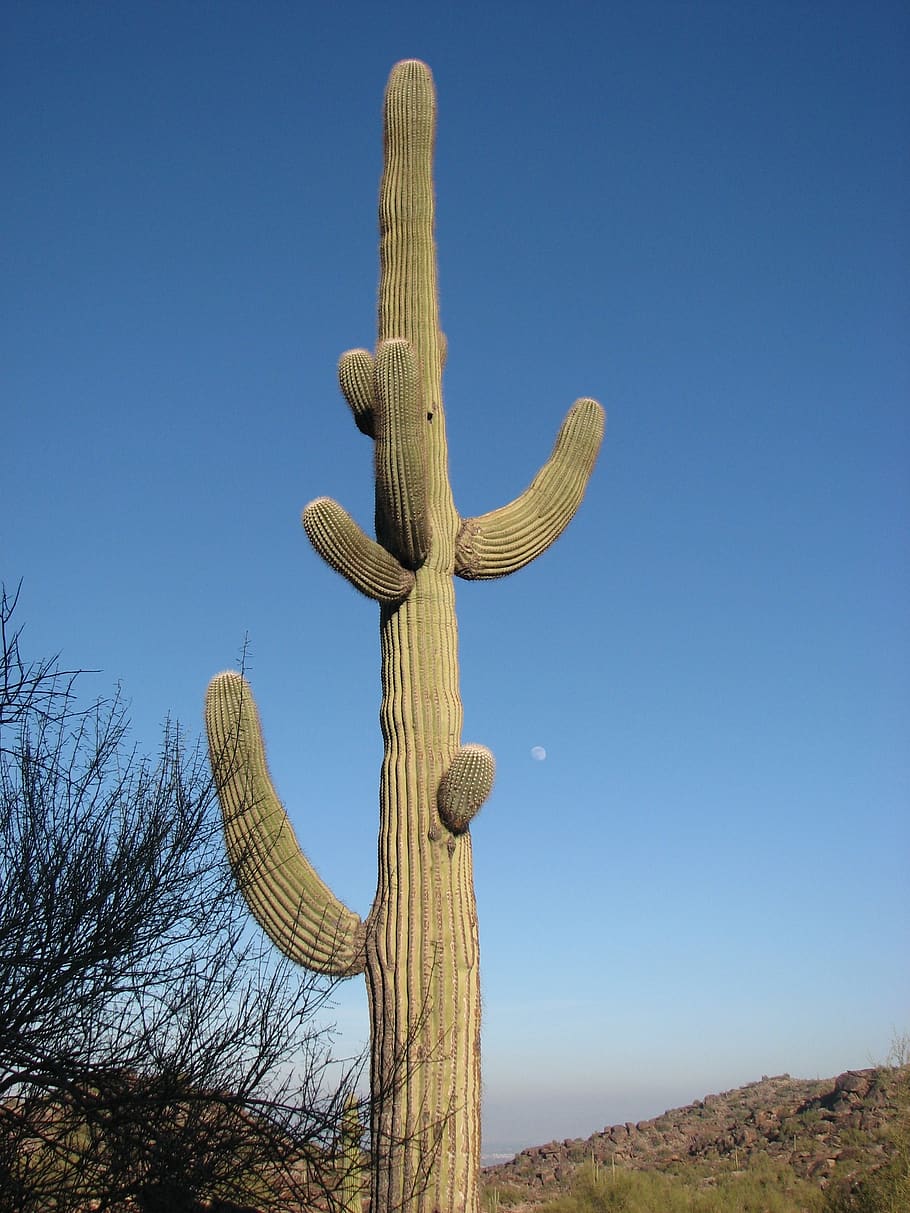 desert, cactus, sequoia, sequoia cactus, sky, saguaro cactus HD wallpaper