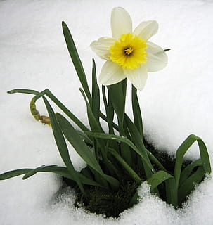 white and yellow daffodil flower on snow ground, spring, flowers HD wallpaper