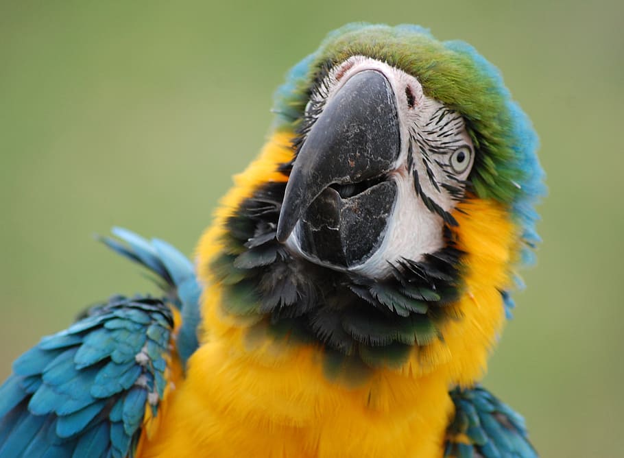 blue and yellow bird in close up photo, parrot, feathered, feathers