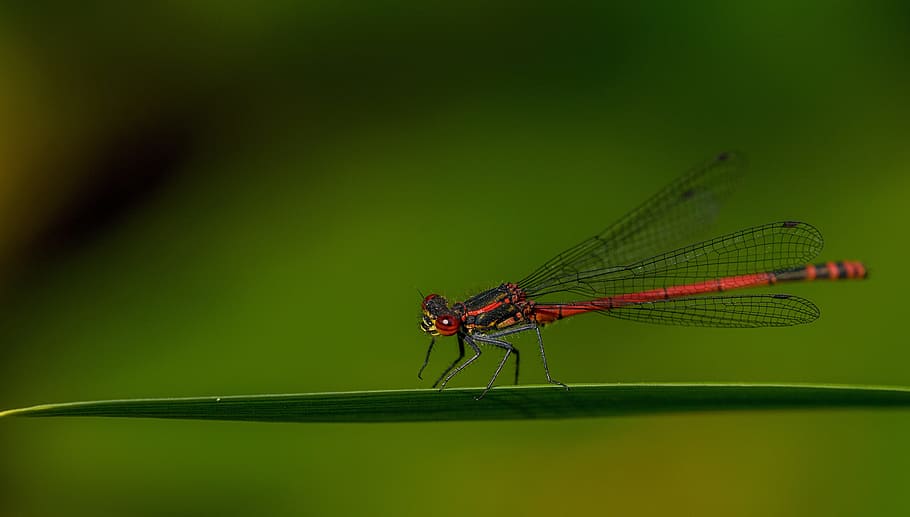 damselfly, insect, macro, nature, wildlife, odonata, animal HD wallpaper
