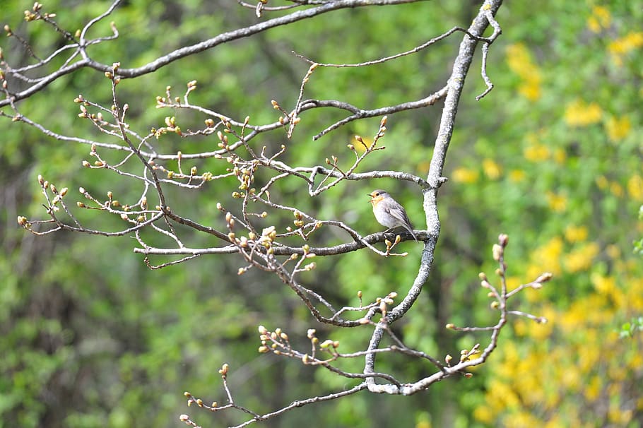 nature, tree, plant, bird, vertebrate, animals in the wild HD wallpaper