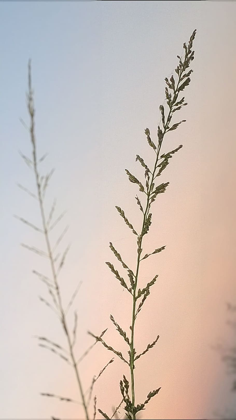 grass flower, evening, close up, plant, growth, no people, nature HD wallpaper