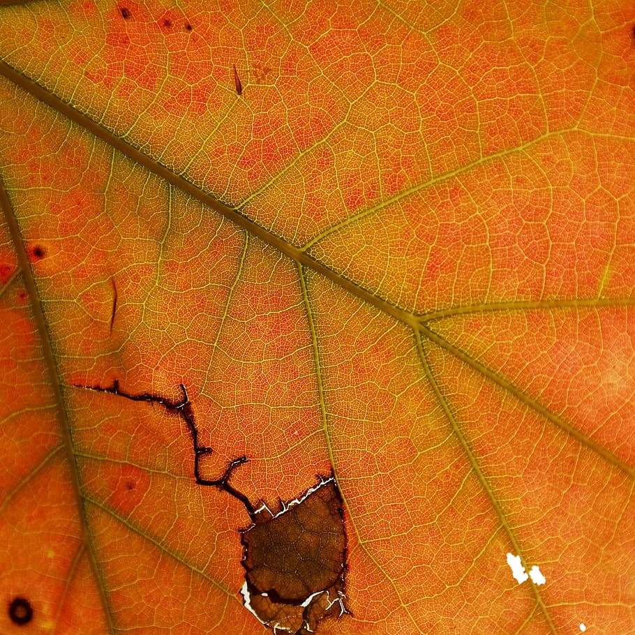 Leaves, Leaf, Braid, Indian Summer, autumn, autumn colours HD wallpaper