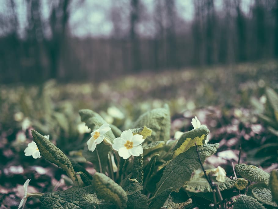 white primroses in bloom selective-focus photography at daytime HD wallpaper
