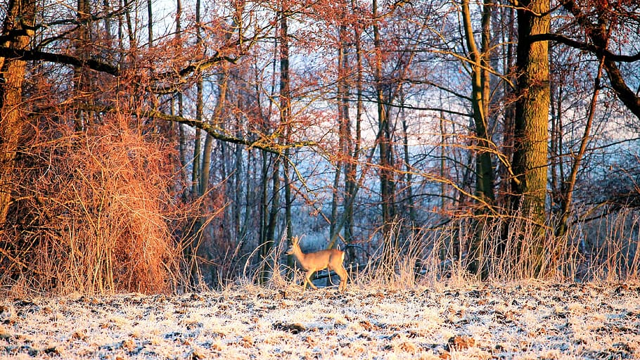 Landscape, Forest, Trees, Roe Deer, hoarfrost, winter, elbaue HD wallpaper
