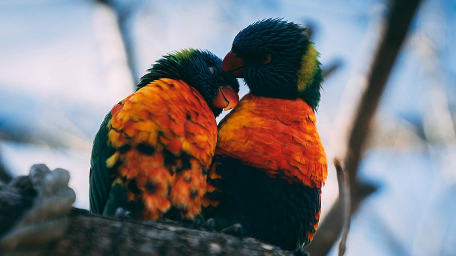 Love Birds, two orange-green-and-yellow birds on tree selective photography HD wallpaper