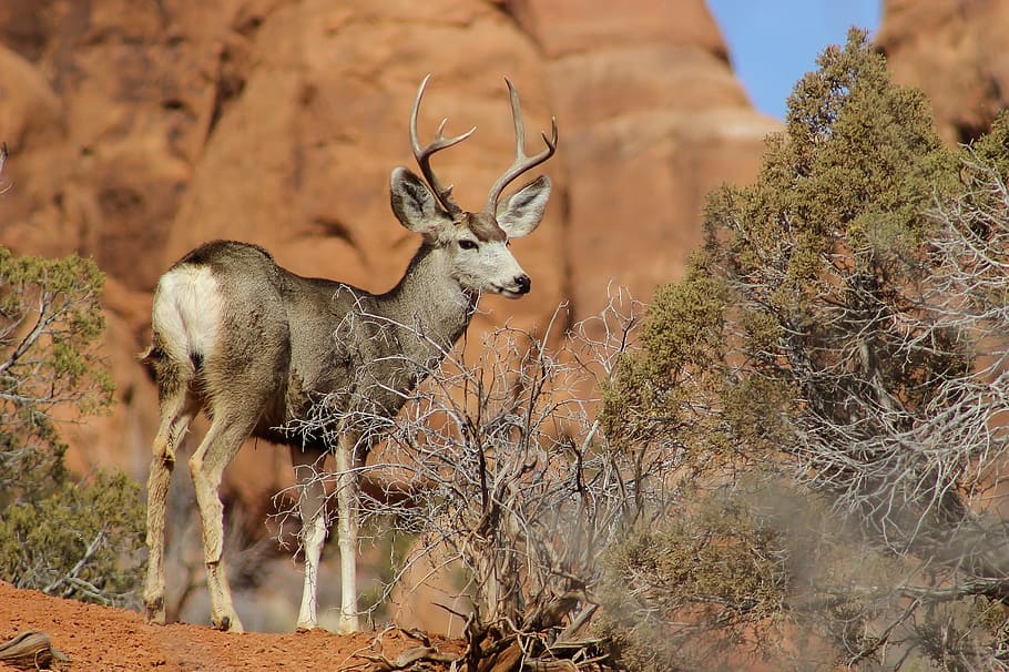 photo of gray deer during daytime, mule deer, buck, antlers, wildlife, HD wallpaper