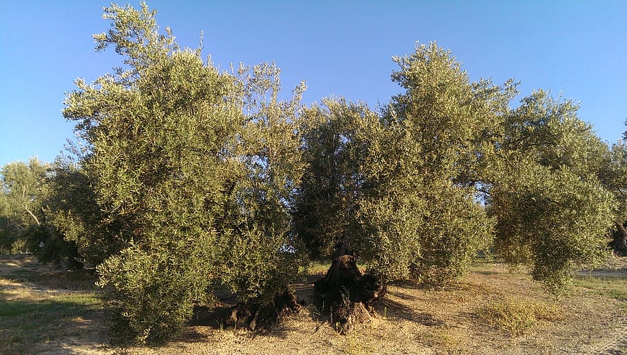 olive, úbeda, tree, plant, growth, sky, nature, real people HD wallpaper