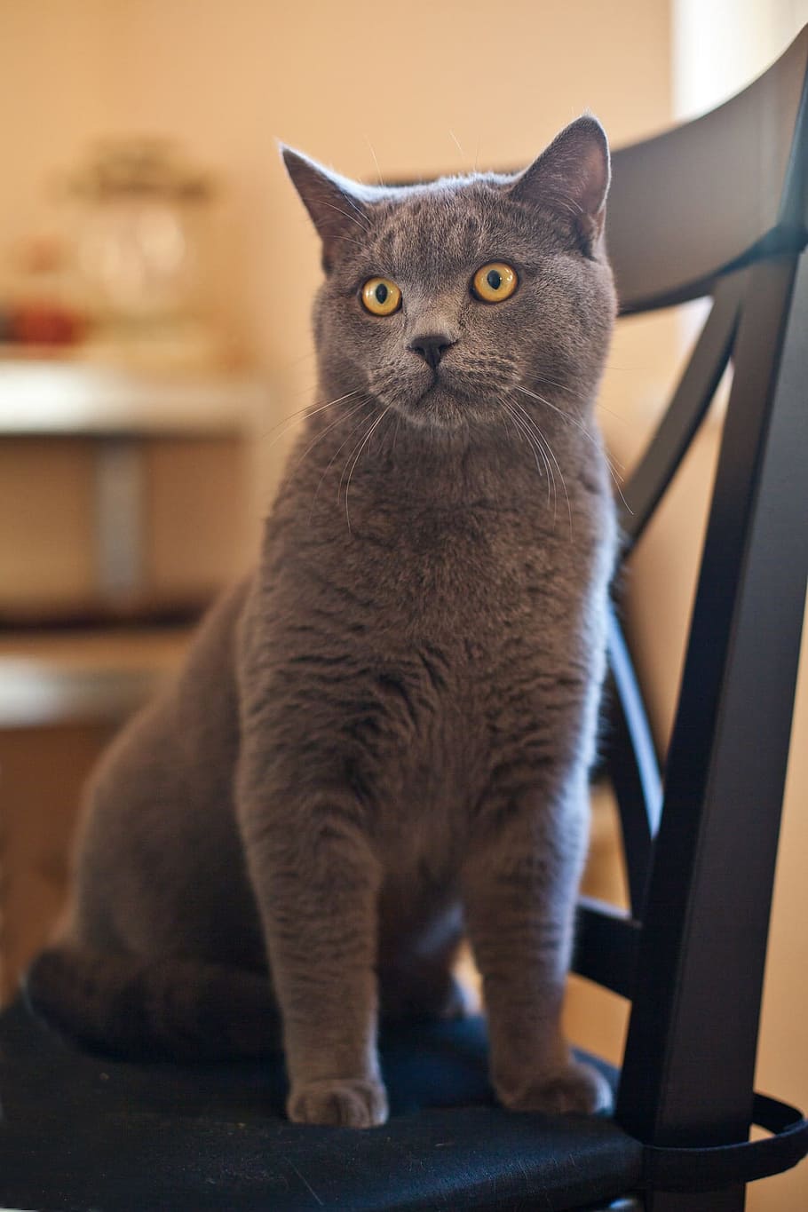gray Russian Blue cat on blue padded armless chair, Feline, Domestic