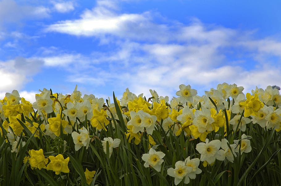 yellow petaled flower field under blue sky, Himmel, Narcissus, HD wallpaper