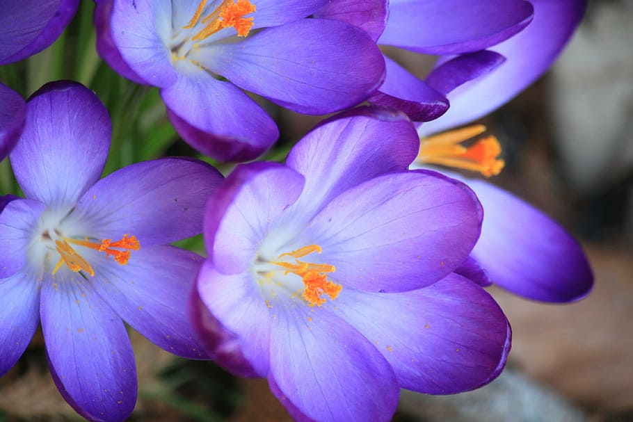 close-up photo purple petaled flowers, crocus, spring, spring flower HD wallpaper