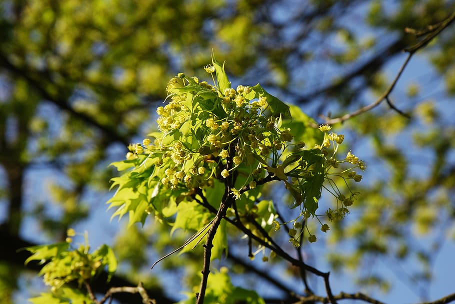 spring, tree, sprig, flowers, sunny, flourishing, nature, leaf HD wallpaper