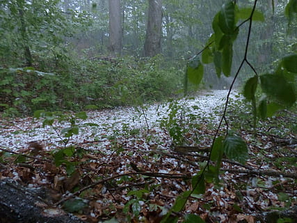 Hail, Storm, Thunderstorm, Forest, Trees, protection, precipitate HD wallpaper