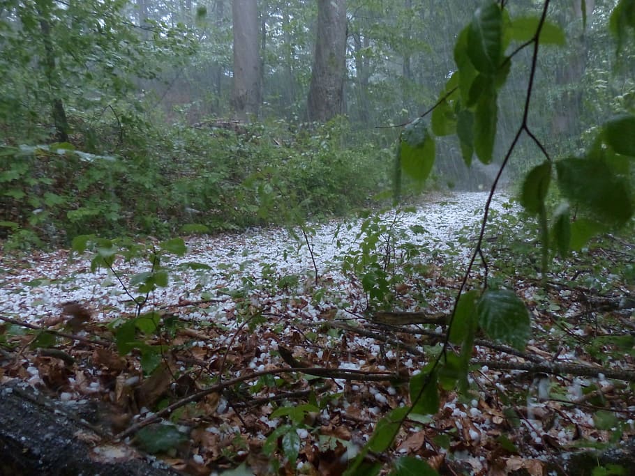 Hail, Storm, Thunderstorm, Forest, Trees, protection, precipitate HD wallpaper