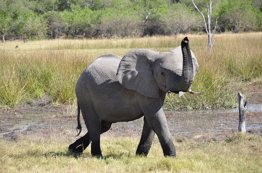 gray elephant near trees, green grass, animal, africa, okavango delta, HD wallpaper