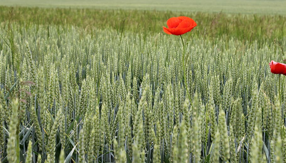 wolf, poppy, red, red weed, petals, drooping, macro, contrast HD wallpaper