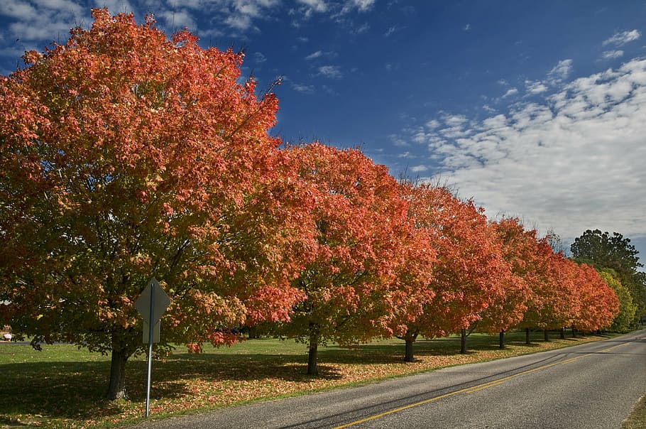 autumn, trees, street, sky, road, perspective, red, colorful HD wallpaper