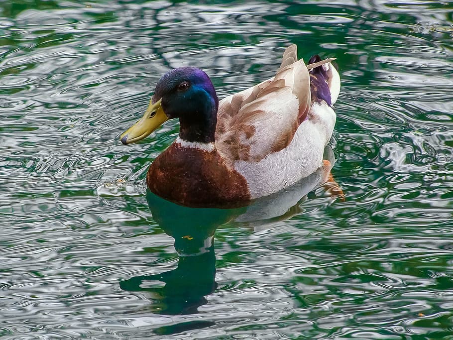 duck, bird, nature, animal themes, water, vertebrate, animals in the wild HD wallpaper