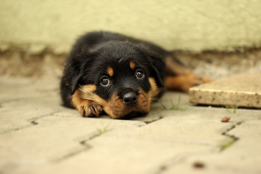 shallow focus photography of black and brown rottweiler puppy, HD wallpaper