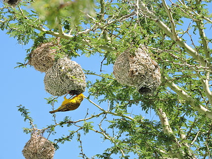 bird nest hanged on tree branches, Sparrow, Thorns, green, nesting HD wallpaper