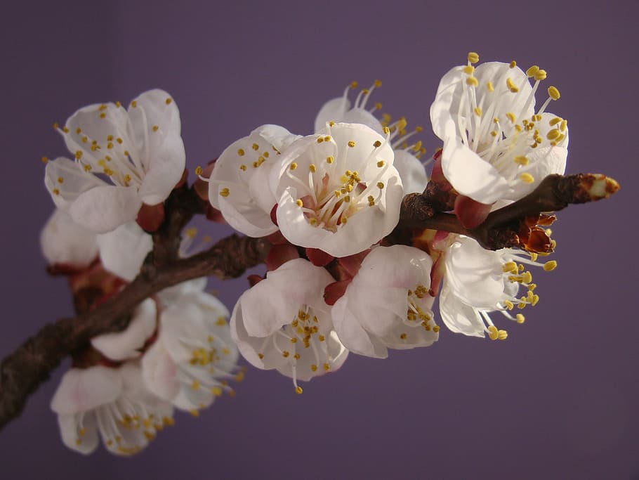 spring, flower, blossom, nature, branch, petal, plant, pink Color HD wallpaper