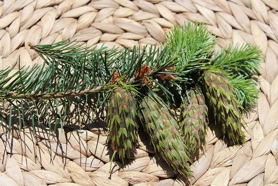 Cones, Forest, Needles, summer, branch, light, green, nature HD wallpaper