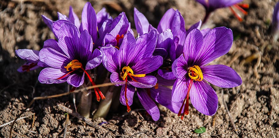 purple petaled flowers on brown soil, saffron, nature, lilac, HD wallpaper