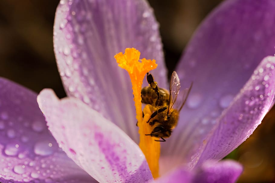 flower, bee, krokus, nectar, spring, flowering plant, petal HD wallpaper
