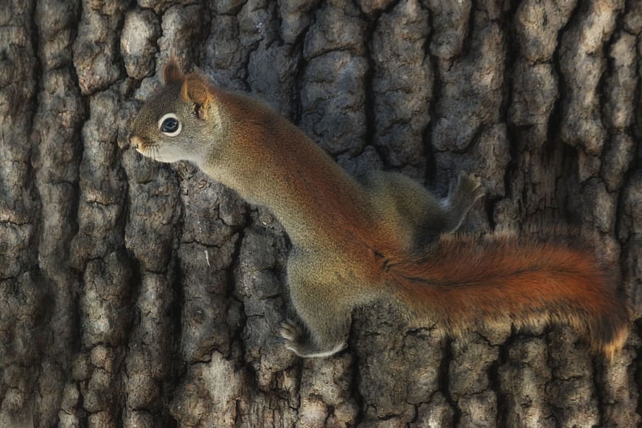 tree, bark, woods, forest, nature, animal, animal wildlife HD wallpaper