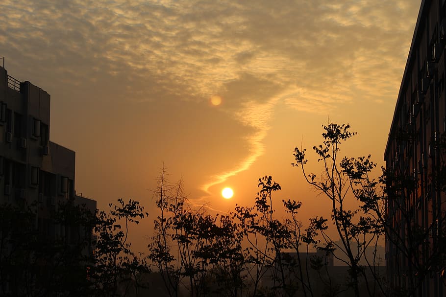 sunset, sky, cloud, cloud - sky, orange color, tree, plant HD wallpaper