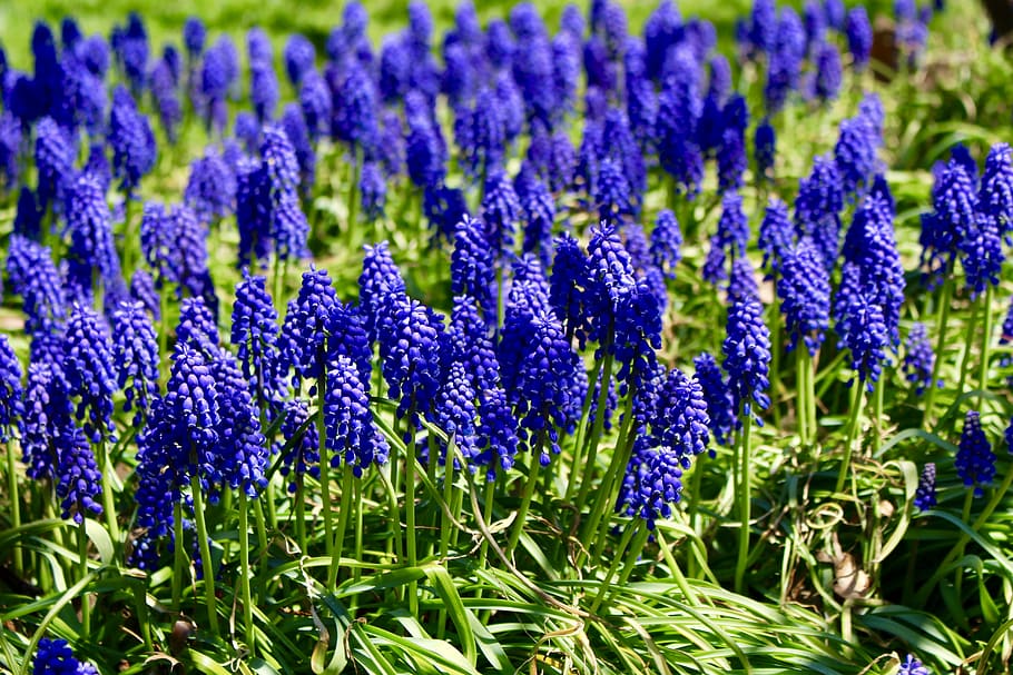 spring, lilac, flower, purple, nature, lavender, blue, summer HD wallpaper
