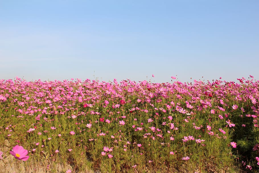 the scenery, flower, spring, flowering plant, beauty in nature HD wallpaper