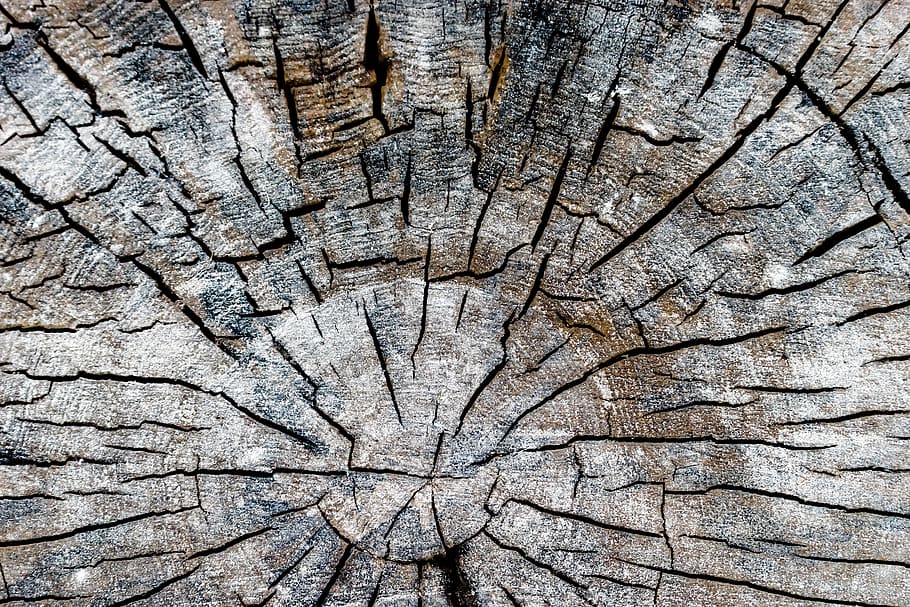 wood, dry, texture, trunk, bark, close-up, lines, rough, surface HD wallpaper